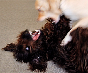科学的な理論に基づく犬のしつけ|攻撃