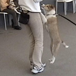 犬のしつけで直すべき問題行動・飛びつき