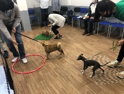 子犬のしつけとして社会化を進めるパピークラスの様子