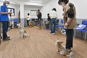 初級クラスでお伝えした社会化の応用編となるステップアップクラスの様子