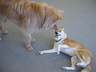 プーと新参者の犬